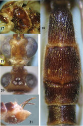 Figures 17–21. Canalirogas cucphuongensis sp. n., female, holotype. 17 mesosoma lateral 18 first-fourth tergites dorsal 19 head anterior 20 head dorsal 21 hypopygium lateral.