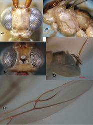 Figures 22–26. Canalirogas curvinervis sp. n., female, holotype. 22 head anterior 23 mesosoma lateral 24 head dorsal 25 hypopygium lateral 26 hind wing.