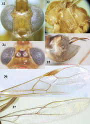 Figures 32–37. Canalirogas hoabinhicus sp. n., female, holotype. 32 head anterior 33 mesosoma lateral 34 head dorsal 35 hypopygium lateral 36 fore wing 37 hind wing.