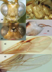 Figures 38–43. Canalirogas intermedius sp. n., female, holotype. 38 head anterior 39 mesosoma lateral 40 head dorsal 41 hypopygium lateral 42 fore wing 43 hind wing.