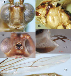 Figures 44–48. Canalirogas parallelus sp. n., female, holotype. 44 head anterior 45 mesosoma lateral 46 head dorsal 47 hypopygium lateral 48 hind wing.