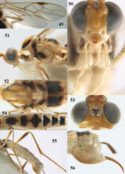 Figures 49–56. Canalirogas robberti sp. n., female, holotype. 49 wings 50 head anterior 51 head and mesosoma lateral 52 mesosoma dorsal 53 head dorsal 54 first-sixth tergites dorsal 55 hind leg lateral 56 hypopygium lateral.