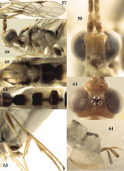 Figures 57–64. Canalirogas spilonotus (Cameron), female, Vietnam. 57 fore wing 58 head anterior 59 head and mesosoma lateral 60 mesosoma dorsal 61 head dorsal 62 propodeum and first-third tergites dorsal 63 hind leg lateral 64 hypopygium lateral.