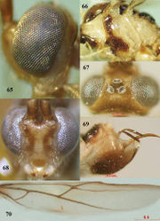 Figures 65–70. Canalirogas vittatus sp. n., female, holotype. 65 head lateral 66 mesosoma lateral 67 head dorsal 68 head anterior 69 hypopygium lateral 70 hind wing.