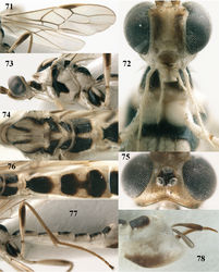 Figures 71–78. Canalirogas vuquangensis sp. n., female, holotype. 71 wings 72 head anterior 73 head and mesosoma lateral 74 mesosoma dorsal 75 head dorsal 76 propodeum and first-third tergites dorsal 77 hind leg lateral 78 hypopygium lateral.