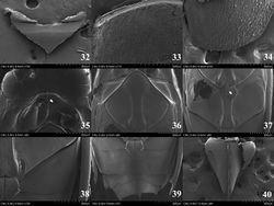 Figures 32–40. Orectochilus villosus. 32 scutellum (dorsal aspect) 33 basal part of elytron (dorsal aspect) 34 apical part of elytron (dorsal aspect) 35 prosternum (ventral aspect) 36 mesoventrite (ventral aspect) 37 metaventrite (ventral aspect) 38 sternite II (ventral aspect) 39 sternites III-VII (ventral aspect) 40 sternite VIII (ventral aspect).