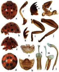 Figure 1. Afidenta misera (Weise, 1909). (a, d) dorsal habitus b lateral habitus c frontal habitus e mandible f antenna g maxilla h abdomen i front leg j hind leg k tarsal claw l–n male genitalia: l penis m tegmen, lateral view n tegmen, ventral view o ovipositor.