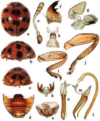 Figure 2. Afidentula siamensis (Dieke, 1947), comb. n. a dorsal habitus b lateral habitus c frontal habitus d abdomen e antenna f mandible g maxilla h labium i front leg j hind leg k tarsal claw l–n male genitalia: l penis m tegmen, lateral view n tegmen, ventral view o ovipositor.