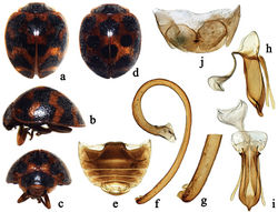 Figure 3. Afidentula dentata sp. n. (a, d) dorsal habitus b lateral habitus c frontal habitus e abdomen f–h male genitalia: f penis g apex of penis h tegmen, lateral view i tegmen, ventral view j ovipositor.