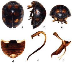 Figure 4. Afidentula jinpingensis sp. n. a dorsal habitus b lateral habitus c frontal habitus d abdomen e–f male genitalia: e penis f tegmen, lateral view.