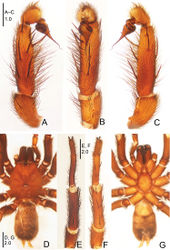 Figure 1. Raveniola alpina sp. n., male holotype. A palp, prolateral view B palp, ventral view C palp, retrolateral view D habitus, dorsal view E leg I, ventral view F leg II, ventral view G habitus, ventral view. Scale bars: 1.0 mm (A–C); 2.0 mm (D–G).