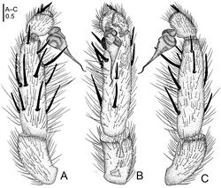 Figure 2. Raveniola alpina sp. n., male holotype. A palp, prolateral view B palp, ventral view C palp, retrolateral view. Scale bar: 0.5 mm.