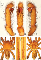 Figure 3. Raveniola bellula sp. n., male holotype. A palp, prolateral view B palp, ventral view C palp, retrolateral view D habitus, dorsal view E leg I, ventral view F leg II, ventral view G habitus, ventral view. Scale bars: 0.5 mm (A–C); 2.0 mm (D, G); 1.0 mm (E, F).