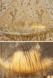 Figure 4. Raveniola bellula sp. n., female paratype. A vulva, dorsal view B genital area, ventral view. Scale bars: 0.25 mm.