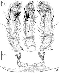 Figure 5. Raveniola bellula sp. n., male holotype (A–C) and female paratype (D). A palp, prolateral view B palp, ventral view C palp, retrolateral view D vulva, dorsal view. Scale bars: 0.25 mm.