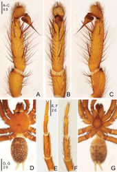 Figure 6. Raveniola chayi sp. n., male holotype. A palp, prolateral view B palp, ventral view C palp, retrolateral view D habitus, dorsal view E leg I, ventral view F leg II, ventral view G habitus, ventral view. Scale bars: 0.5 mm (A–C); 2.0 mm (D–G).