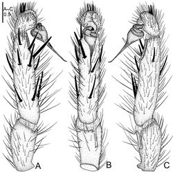 Figure 7. Raveniola chayi sp. n., male holotype. A palp, prolateral view B palp, ventral view C palp, retrolateral view. Scale bar: 0.5 mm.