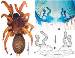 Figure 8. Raveniola chayi sp. n., female paratype. A habitus, dorsal view B, C vulva, dorsal view. Scale bars: 5.0 mm (A); 0.2 mm (B–C).