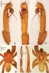 Figure 9. Raveniola gracilis sp. n., male holotype. A palp, prolateral view B palp, ventral view C palp, retrolateral view D habitus, dorsal view E leg I (right side), ventral view F leg II, ventral view G habitus, ventral view. Scale bars: 0.5 mm (A–C); 2.0 mm (D–G).