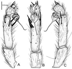 Figure 10. Raveniola gracilis sp. n., male holotype. A palp, prolateral view B palp, ventral view C palp, retrolateral view. Scale bar: 0.5 mm.