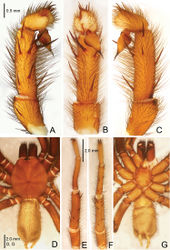 Figure 11. Raveniola montana Zonstein & Marusik, 2012, male (Sichuan Prov.). A palp, prolateral view B palp, ventral view C palp, retrolateral view D habitus, dorsal view E leg I, ventral view F leg II, ventral view G habitus, ventral view. Scale bars: 0.5 mm (A–C); 2.0 mm (D–G).