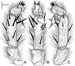 Figure 12. Raveniola montana Zonstein & Marusik, 2012, male (Sichuan Prov.). A palp, prolateral view B palp, ventral view C palp, retrolateral view. Scale bar: 0.5 mm.