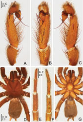 Figure 13. Raveniola rugosa sp. n., male holotype. A palp, prolateral view B palp, ventral view C palp, retrolateral view D habitus, dorsal view E leg I, ventral view F leg II, ventral view G habitus, ventral view. Scale bars: 0.5 mm (A–C); 2.0 mm (D–G).