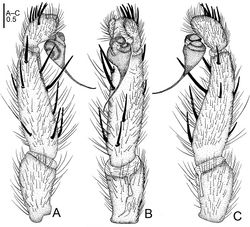 Figure 14. Raveniola rugosa sp. n., male holotype. A palp, prolateral view B palp, ventral view C palp, retrolateral view. Scale bar: 0.5 mm.