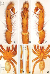 Figure 15. Raveniola spirula sp. n., male holotype. A palp, prolateral view B palp, ventral view C palp, retrolateral view D habitus, dorsal view E leg I, ventral view F leg II, ventral view G habitus, ventral view. Scale bars: 0.5 mm (A–C); 4.0 mm (D, G); 2.0 mm (E, F).