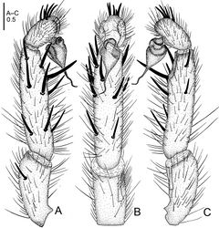 Figure 16. Raveniola spirula sp. n., male holotype. A palp, prolateral view B palp, ventral view C palp, retrolateral view. Scale bar: 0.5 mm.