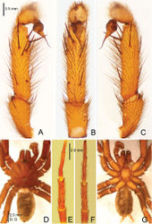 Figure 17. Raveniola yajiangensis sp. n., male holotype. A palp, prolateral view B palp, ventral view C palp, retrolateral view D habitus, dorsal view E leg I, ventral view F leg II, ventral view G habitus, ventral view. Scale bars: 0.5 mm (A–C); 2.0 mm (D–G).