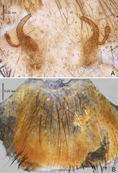 Figure 18. Raveniola yajiangensis sp. n., female paratype. A vulva, dorsal view B genital area, ventral view. Scale bars: 0.25 mm.