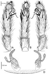 Figure 19. Raveniola yajiangensis sp. n., male holotype (A–C) and female paratype (D). A palp, prolateral view B palp, ventral view C palp, retrolateral view D vulva, dorsal view. Scale bars: 0. 5 mm (A–C); 0.25mm (D).