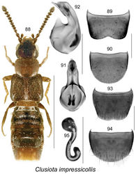 Figures 88–95. Clusiota impressicollis (Bernhauer): 88 habitus in dorsal view 89 male tergite VIII 90 male sternite VIII 91 median lobe of aedeagus in dorsal view 92 median lobe of aedeagus in lateral view 93 female tergite VIII 94 female sternite VIII 95 spermatheca. Scale bar for habitus = 1 mm; remaining scale bars = 0.2 mm.