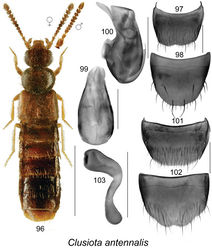 Figures 96–103. Clusiota antennalis (Klimaszewski & Langor): 96 habitus in dorsal view 97 male tergite VIII 98 male sternite VIII 99 median lobe of aedeagus in dorsal view 100 median lobe of aedeagus in lateral view 101 female tergite VIII 102 female sternite VIII 103 spermatheca. Scale bar for habitus = 1 mm; remaining scale bars = 0.2 mm.