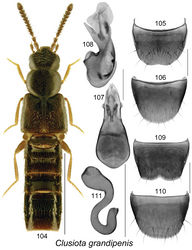 Figures 104–111. Clusiota grandipenis Klimaszewski & Webster, sp. n.: 104 habitus in dorsal view 105 male tergite VIII 106 male sternite VIII 107 median lobe of aedeagus in dorsal view 108 median lobe of aedeagus in lateral view 109 female tergite VIII 110 female sternite VIII 111 spermatheca. Scale bar for habitus = 1 mm; remaining scale bars = 0.2 mm.