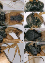 Figures 2–10. Pseudofornicia flavoabdominis He & Chen, female, paratype. 2 fore wing 3 metasoma dorsal 4 metasoma lateral 5 hind leg 6 head dorsal 7 head anterior 8 mesosoma dorsal 9 mesosoma lateral 10 antenna.