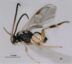 Figure 11. Pseudofornicia nigrisoma sp. n., female, holotype, habitus lateral.