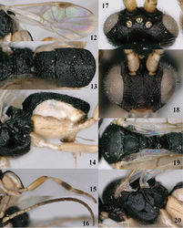 Figures 12–20. Pseudofornicia nigrisoma sp. n., female, holotype. 12 fore wing 13 metasoma dorsal 14 metasoma lateral 15 hind leg 16 antenna 17 head dorsal 18 head anterior 19 mesosoma dorsal 20 mesosoma lateral.