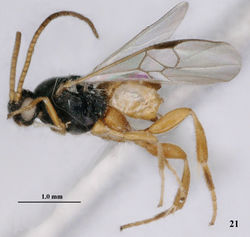 Figure 21. Pseudofornicia vanachterbergi nom. n., female, holotype, habitus lateral.