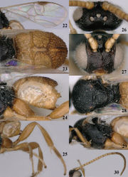 Figures 22–30. Pseudofornicia vanachterbergi nom. n., female, holotype. 22 fore wing 23 metasoma dorsal 24 metasoma lateral 25 hind leg 26 head dorsal 27 head anterior 28 mesosoma dorsal 29 mesosoma lateral 30 antenna.