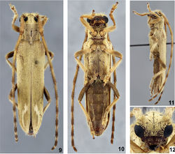 Figures 9–12. Recchia nearnsi sp. n., holotype female: 9 Dorsal habitus 10 Ventral habitus 11 Lateral habitus 12 Head, frontal view.