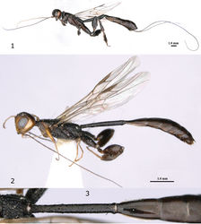 Figures 1–3. Pseudomegischus notiochinensis Tan & van Achterberg, sp. n. 1 holotype, female, habitus lateral 2 paratype, male, habitus lateral 3 first metasomal tergite (T1) of male dorsal.