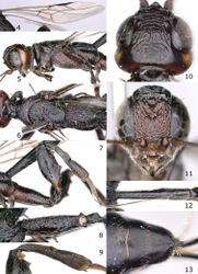 Figures 4–13. Pseudomegischus notiochinensis Tan & van Achterberg, sp. n., female, holotype. 4 wings 5 mesosoma lateral 6 mesosoma dorsal 7 hind leg lateral 8 hind coxa dorsal 9 hind tibia inner side 10 head dorsal 11 head anterior 12 first metasomal tergite dorsal 13 apical metasomal segments, showing pygidial process.