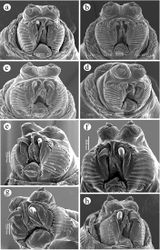 Figure 1. Head, ventral view. a Ceratitis fasciventris b Ceratitis anonae c Ceratitis rosa R1, Kenya d Ceratitis rosa R2, Kenya e Ceratitis rosa R1, S. Africa, Nelspruit f Ceratitis rosa R2, S. Africa, Pretoria g Ceratitis rosa R2, S. Africa, Stellenbosch h Ceratitis capitata, Hawaii.