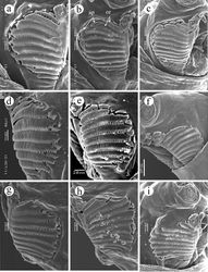 Figure 2. Oral ridges, third instar. a Ceratitis fasciventris b Ceratitis anonae c Ceratitis rosa R1, Kenya d Ceratitis rosa R2, Kenya e Ceratitis rosa R1, S. Africa, Nelspruit f Ceratitis rosa R2, S. Africa, Pretoria g Ceratitis rosa R2, S. Africa, Stellenbosch h Ceratitis rosa R2, S. Africa, Stellenbosch i Ceratitis capitata, Guatemala. Abbreviations: ap accessory plate, or oral ridge.