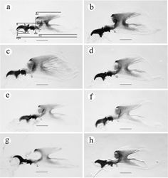 Figure 3. Cephalopharyngeal skeleton. a Ceratitis fasciventris b Ceratitis anonae c Ceratitis rosa R1, Kenya d Ceratitis rosa R2, Kenya e Ceratitis rosa R1, S. Africa, Nelspruit f Ceratitis rosa R2, S. Africa, Pretoria g Ceratitis rosa R2, S. Africa, Stellenbosch h Ceratitis capitata, Hawaii. Scale bars 0.20 mm (a–h). Abbreviations: a mandible tip to posterior prominence, b mandible tip to dorsal prominence, c mandible tip to ventral prominence, cps total length, da dorsal arch, dc dorsal cornu, h mandible height, n mandible tip to notch, vc ventral cornu.