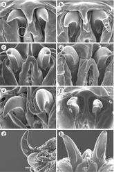 Figure 4. Mouthhooks. a Ceratitis fasciventris (secondary tooth circled) b Ceratitis anonae c Ceratitis rosa R2, Kenya d Ceratitis rosa R2, Kenya e Ceratitis capitata, Hawaii f Ceratitis capitata, Hawaii g Ceratitis capitata, ex habaneros peppers via Netherlands h Ceratitis capitata, Guatemala.