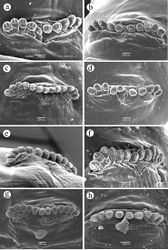 Figure 5. Anterior spiracles. a Ceratitis fasciventris b Ceratitis anonae c Ceratitis rosa R1, Kenya d Ceratitis rosa R2, Kenya e Ceratitis rosa R1, S. Africa, Nelspruit f Ceratitis rosa R2, S. Africa, Pretoria g Ceratitis rosa R2, S. Africa, Stellenbosch h Ceratitis capitata, Guatemala.