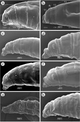 Figure 6. Segments T1-T3. a Ceratitis fasciventris b Ceratitis anonae c Ceratitis rosa R1, Kenya d Ceratitis rosa R2, Kenya e Ceratitis rosa R1, S. Africa, Nelspruit f Ceratitis rosa R2, S. Africa, Pretoria g Ceratitis rosa R2, S. Africa, Stellenbosch h Ceratitis capitata, Guatemala. Abbreviations: T1, T2, T3 thoracic segments 1 to 3, ds dorsal spinules.